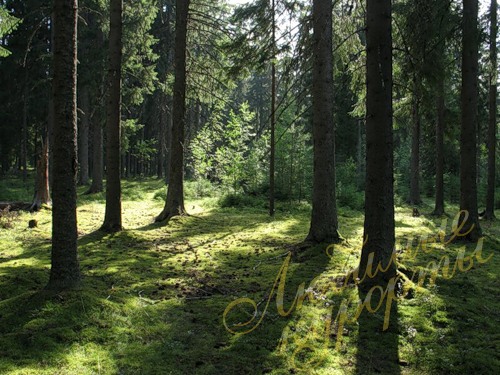 Еловый моховый лес, Карельский перешеек © Андрей Овчинников